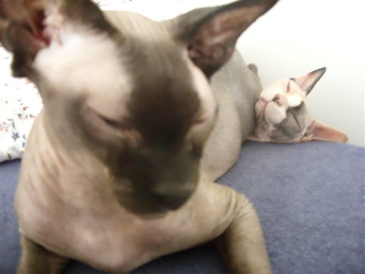 Sphynx Mr. Hyde - Eeelsker at ligge sammen/på mormor :D billede 10