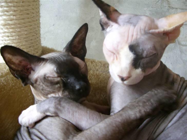 Sphynx Mr. Hyde billede 11