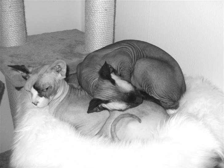 Sphynx Mr. Hyde - Meeen.. PÅ mormor er nu bedst :P billede 12