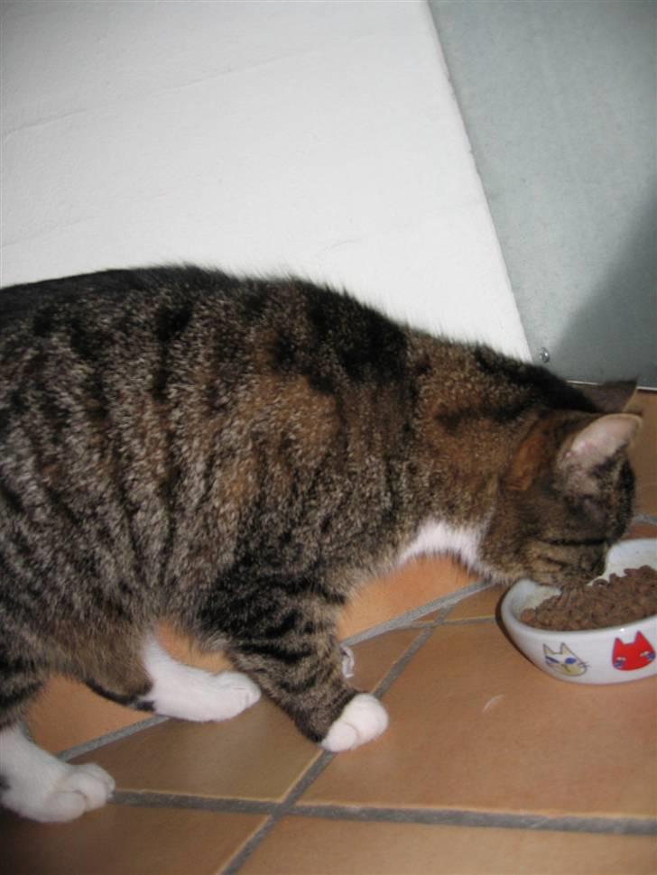 Huskat Mille R.I.P billede 8