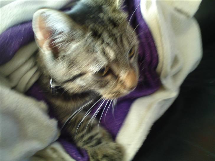 Blanding af racer OLLI (Rasmus's kat) billede 1