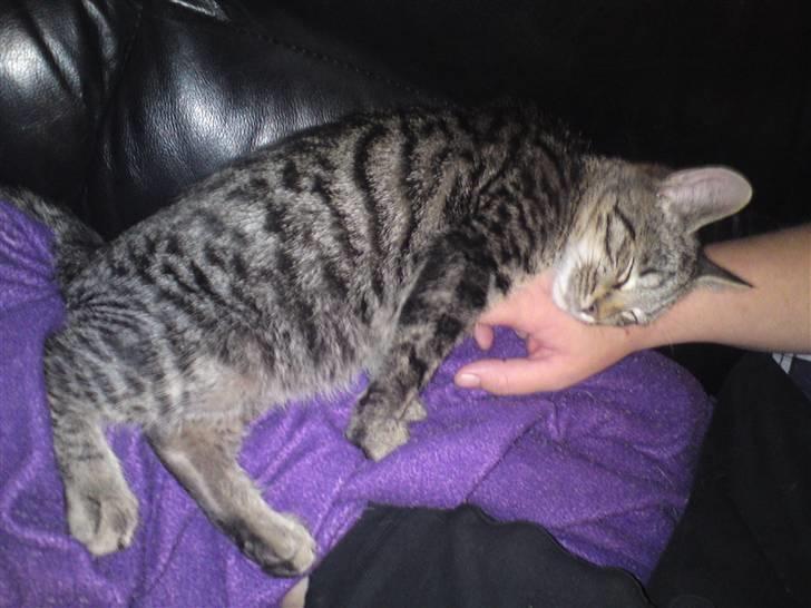 Blanding af racer OLLI (Rasmus's kat) billede 2