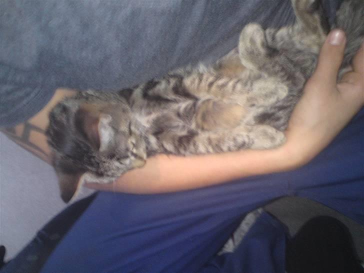 Blanding af racer OLLI (Rasmus's kat) billede 3