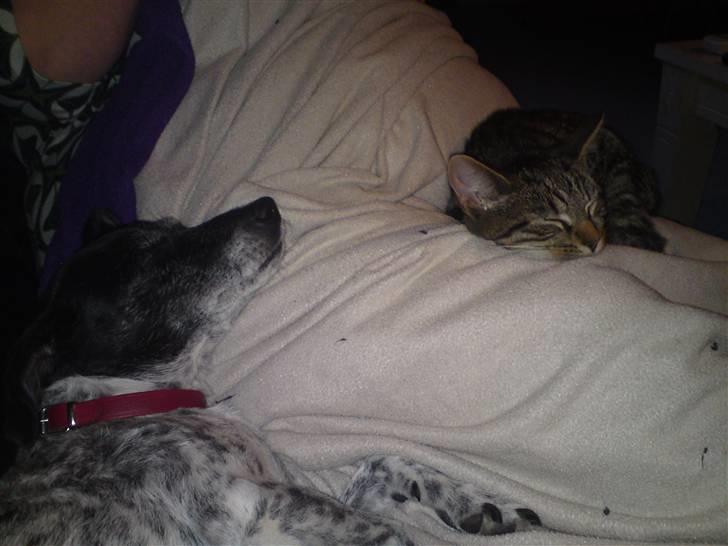 Blanding af racer OLLI (Rasmus's kat) billede 4