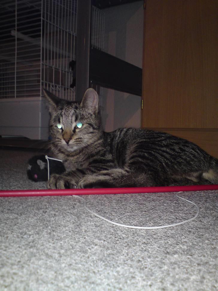 Blanding af racer OLLI (Rasmus's kat) billede 5