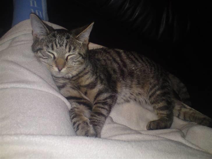 Blanding af racer OLLI (Rasmus's kat) billede 6