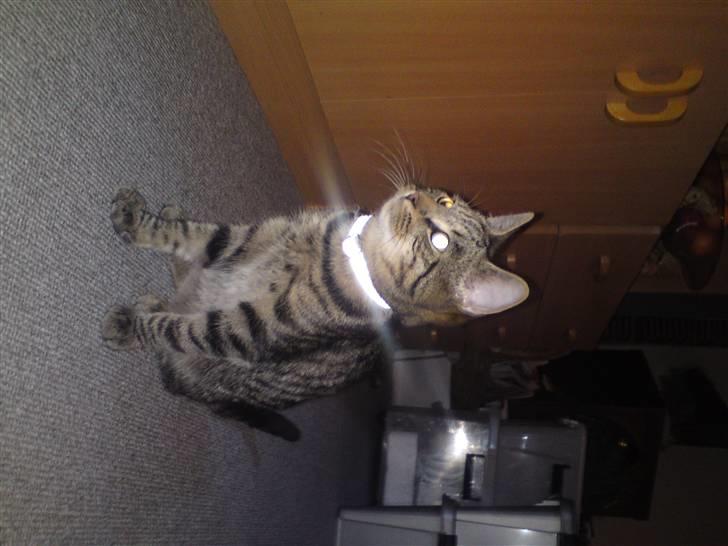 Blanding af racer OLLI (Rasmus's kat) billede 7