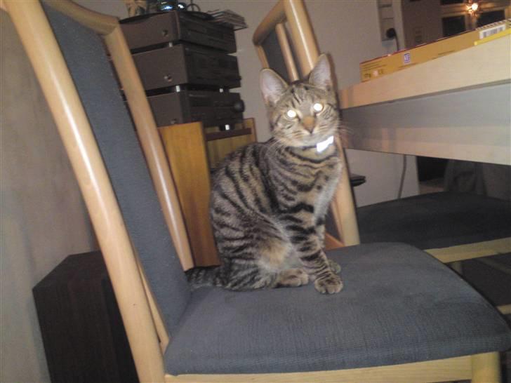 Blanding af racer OLLI (Rasmus's kat) billede 8