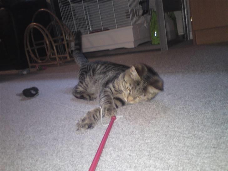 Blanding af racer OLLI (Rasmus's kat) billede 9