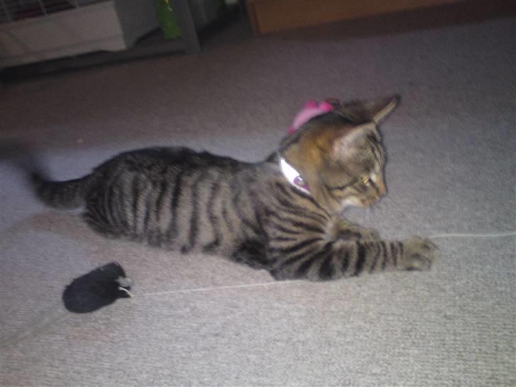 Blanding af racer OLLI (Rasmus's kat) billede 10