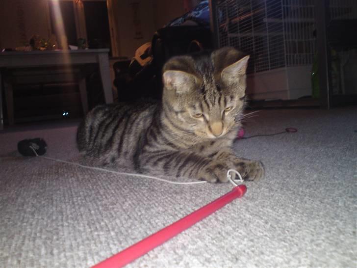 Blanding af racer OLLI (Rasmus's kat) billede 11