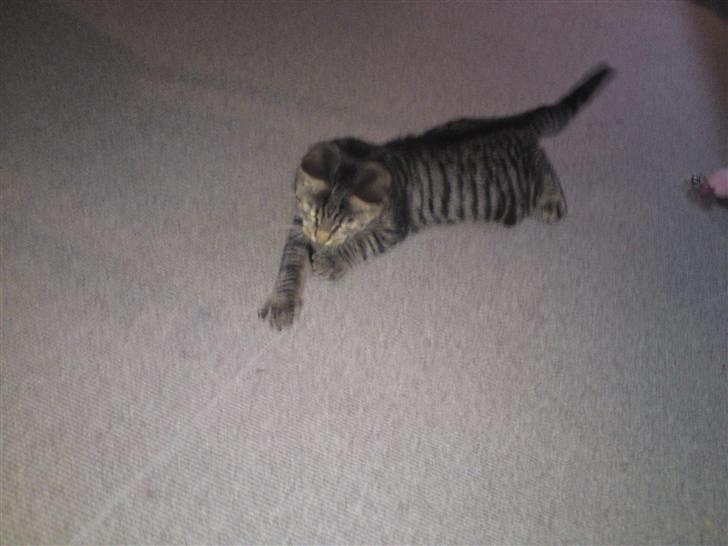 Blanding af racer OLLI (Rasmus's kat) billede 12