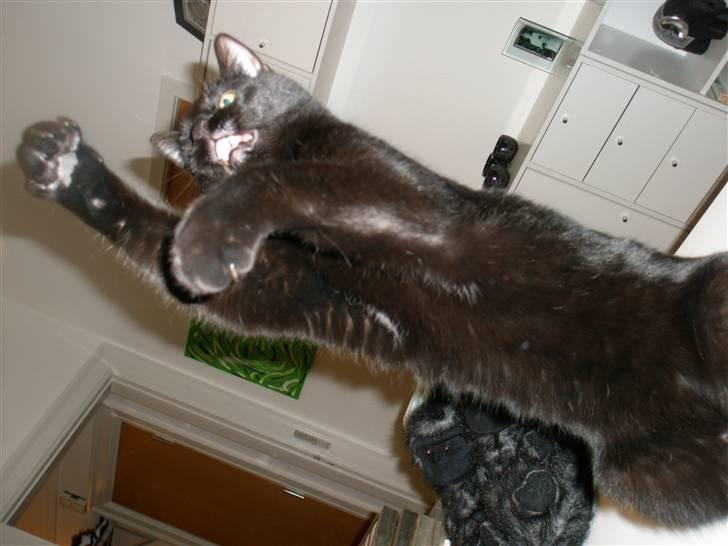 Blanding af racer Diablo Kridsi billede 6