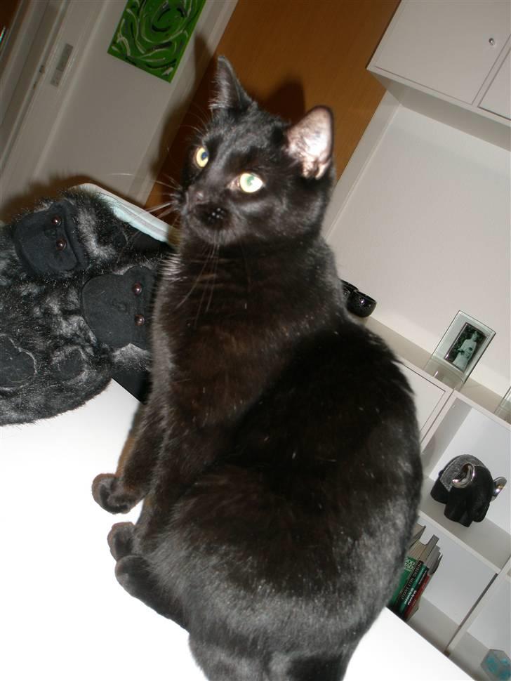 Blanding af racer Diablo Kridsi billede 7