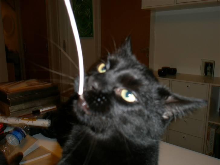 Blanding af racer Diablo Kridsi billede 8