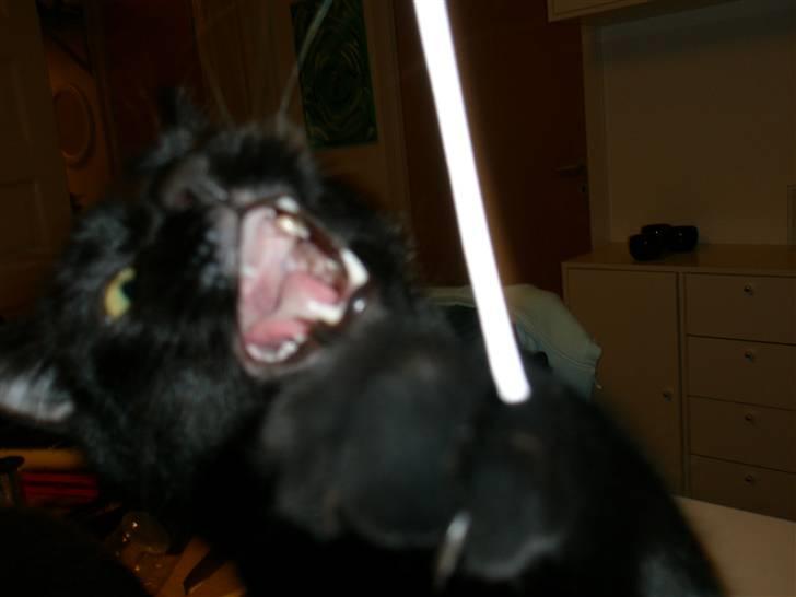 Blanding af racer Diablo Kridsi billede 9