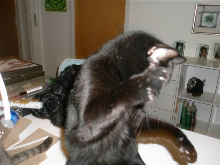 Blanding af racer Diablo Kridsi billede 10