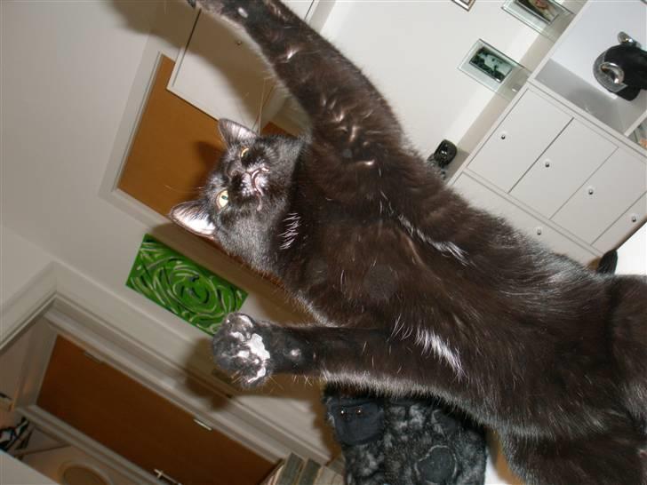 Blanding af racer Diablo Kridsi billede 11