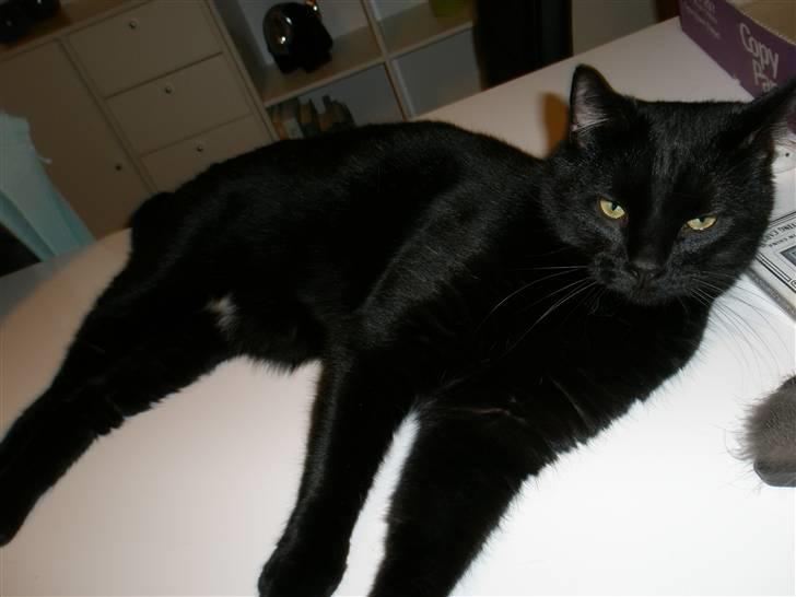 Blanding af racer Diablo Kridsi billede 12