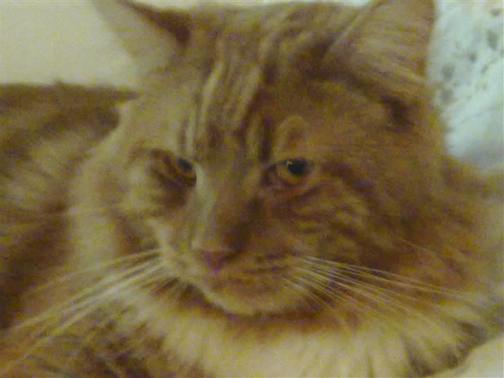 Maine Coon agami billede 1