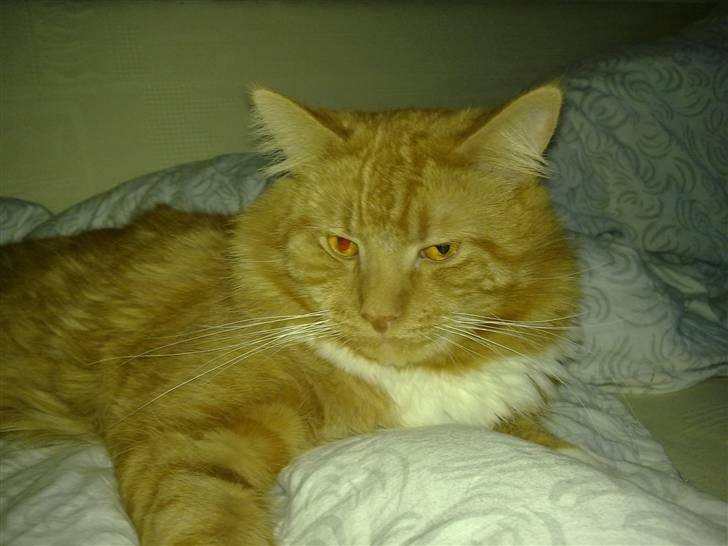 Maine Coon agami billede 2