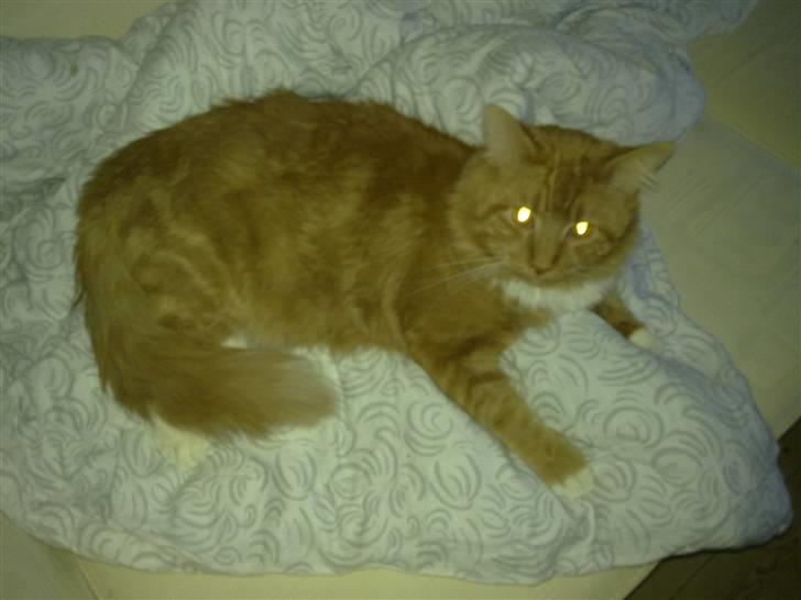 Maine Coon agami billede 3