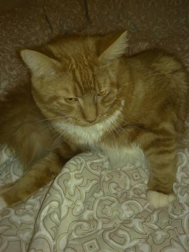 Maine Coon agami billede 4