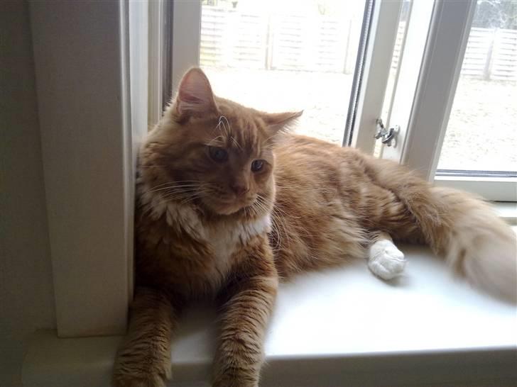 Maine Coon agami billede 5