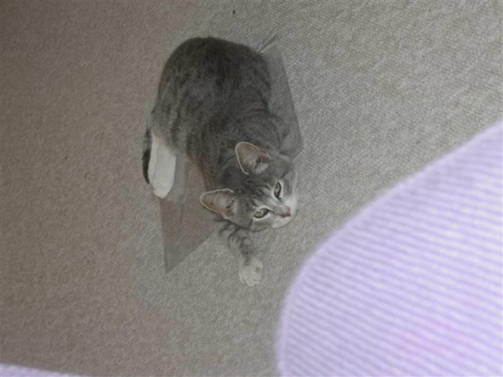 Blanding af racer royal <3 - min smukke skat<33  billede 1