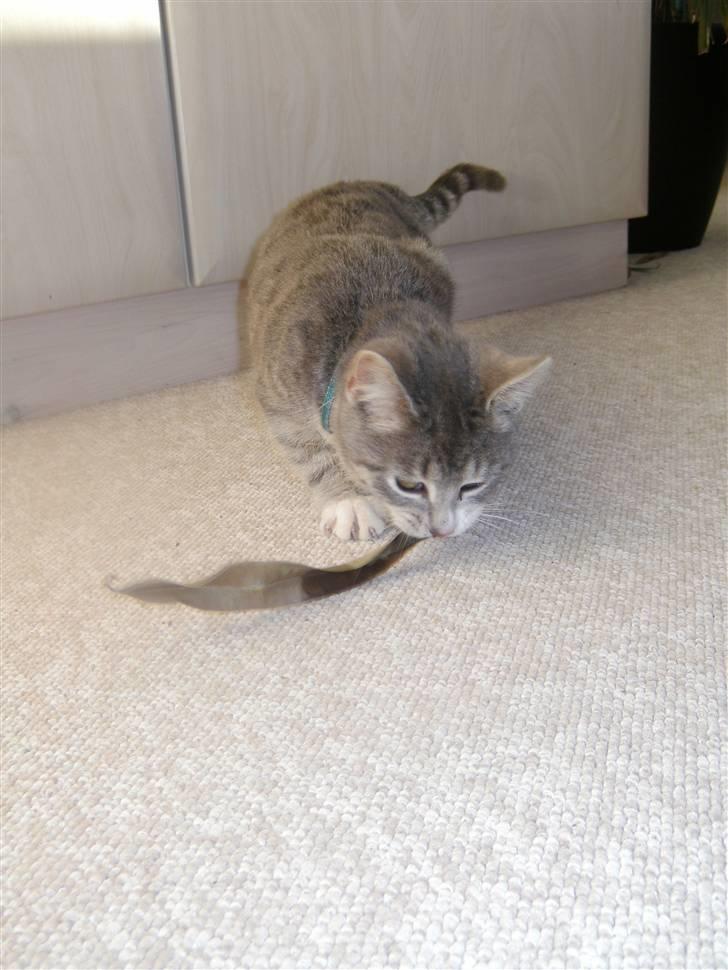 Blanding af racer royal <3 - elsker dig miin<3 billede 2