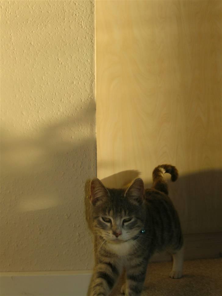 Blanding af racer royal <3 billede 3