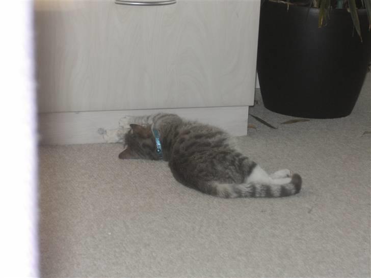 Blanding af racer royal <3 - dovne billede 5