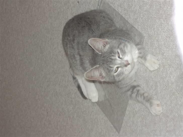 Blanding af racer royal <3 - ilu billede 6