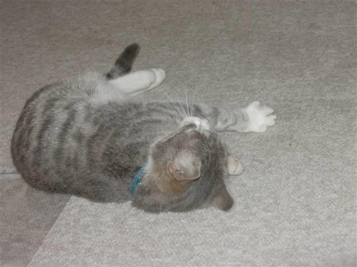 Blanding af racer royal <3 billede 7