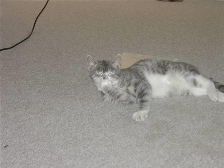 Blanding af racer royal <3 billede 8