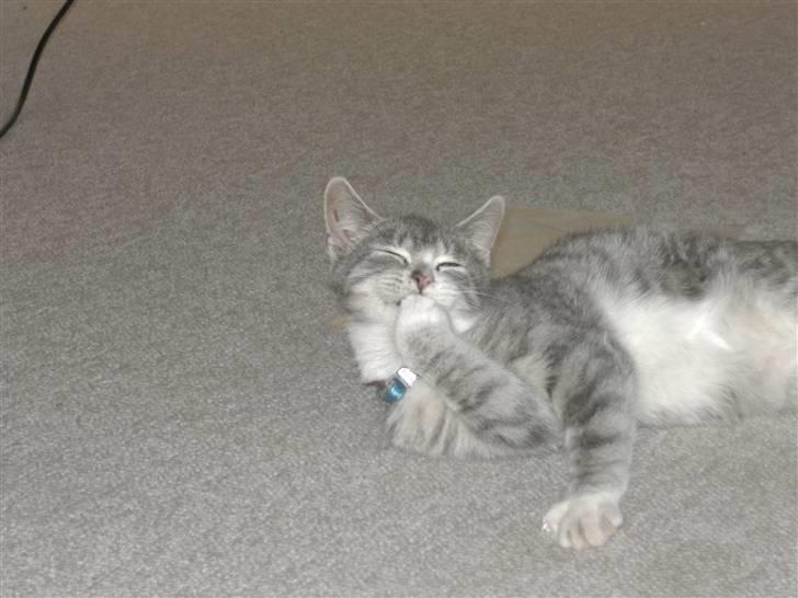 Blanding af racer royal <3 billede 9