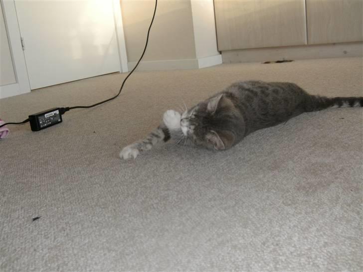 Blanding af racer royal <3 billede 10