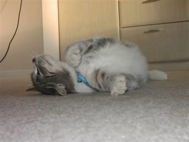 Blanding af racer royal <3 billede 11