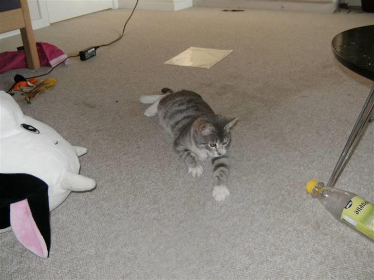 Blanding af racer royal <3 billede 12