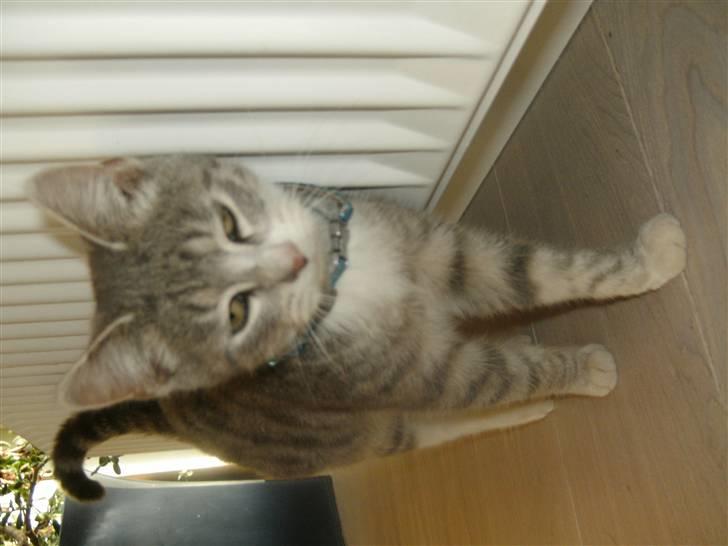 Blanding af racer royal <3 billede 14