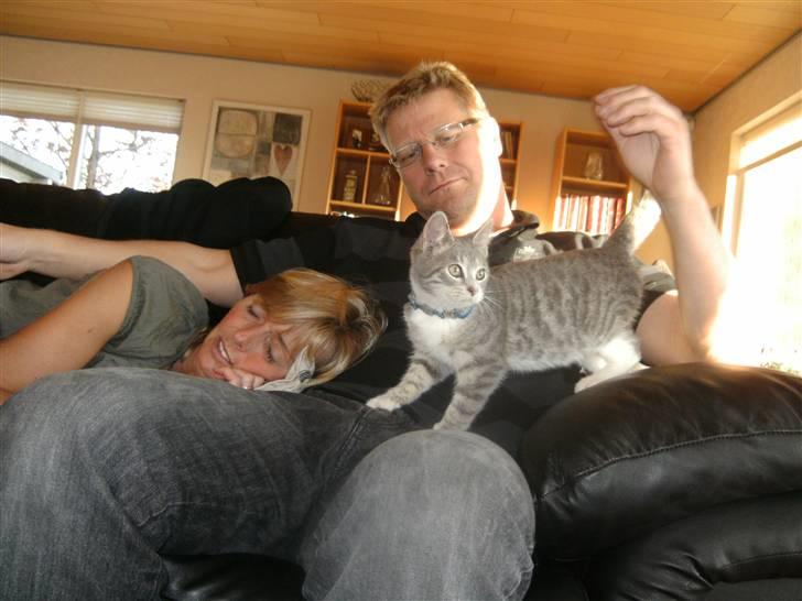 Blanding af racer royal <3 billede 15