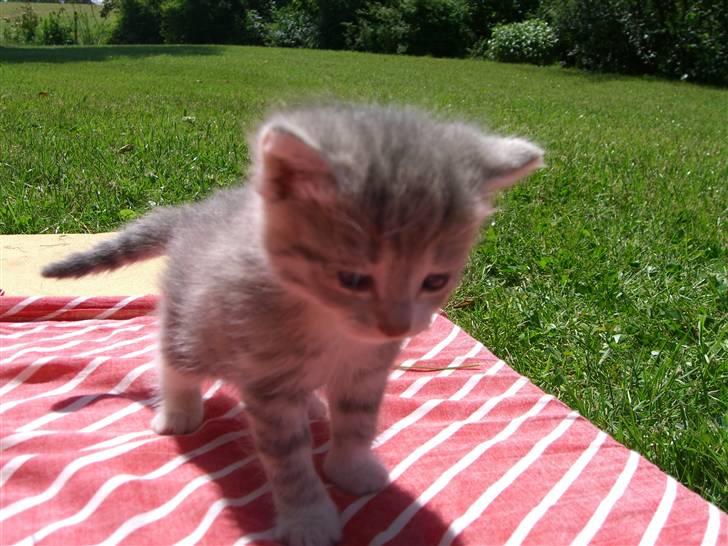 Blanding af racer royal <3 - som lille?<3 billede 16