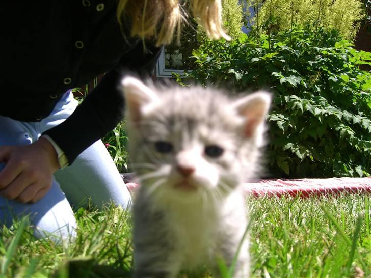 Blanding af racer royal <3 - som lille?<3 billede 17