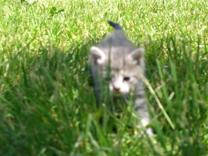 Blanding af racer royal <3 - som lille?<3 billede 18