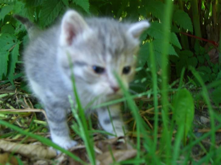 Blanding af racer royal <3 - som lille?<3 billede 19