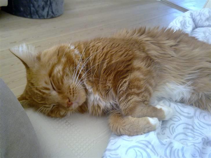 Maine Coon agami billede 6