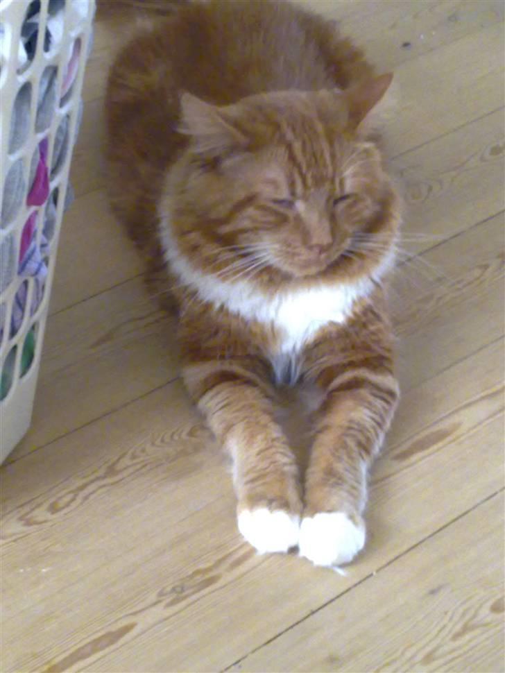 Maine Coon agami billede 7