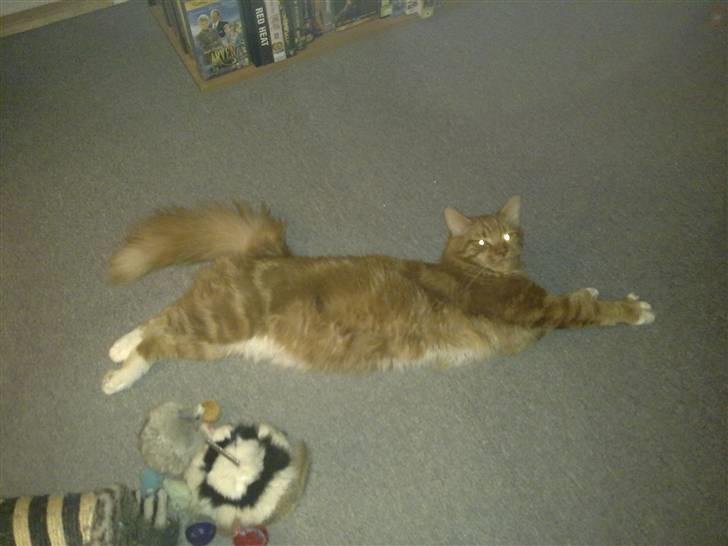 Maine Coon agami billede 8