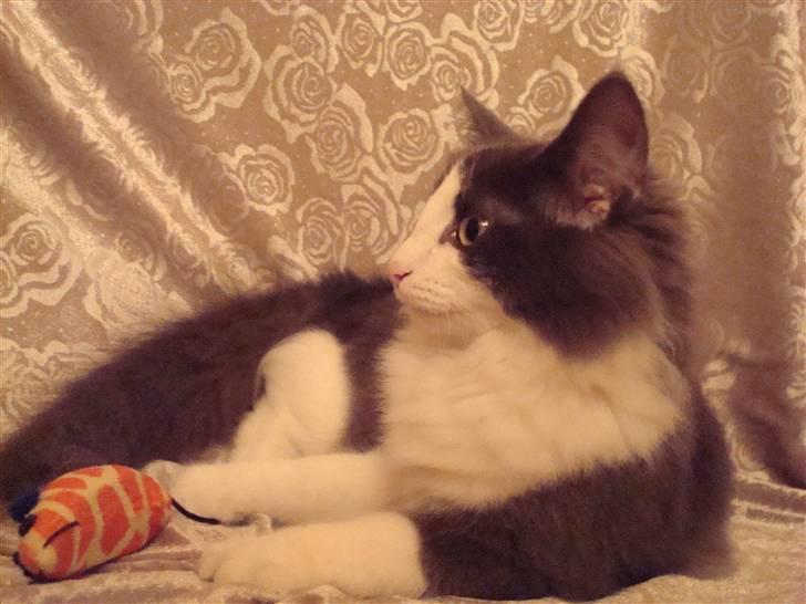 Norsk Skovkat DK Lunden's Cilina *Himmelkat* - Cilina 16 uger billede 17