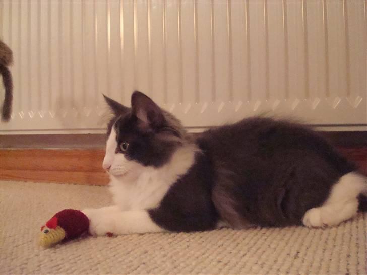 Norsk Skovkat DK Lunden's Cilina *Himmelkat* - Cilina 15 uger billede 18